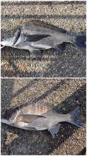 クロダイの釣果