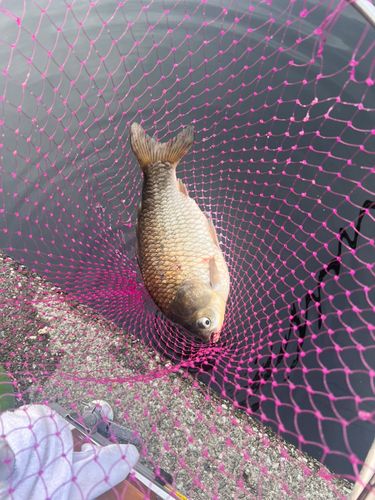 ヘラブナの釣果