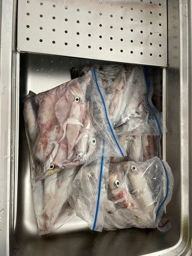 アカイカの釣果