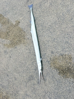 ダツの釣果