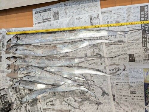 タチウオの釣果