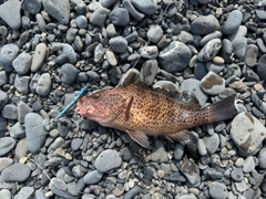 オオモンハタの釣果