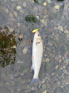ウグイの釣果
