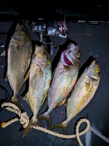 カンパチの釣果