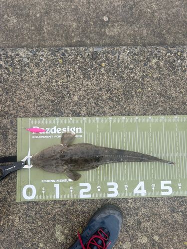 マゴチの釣果