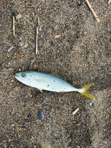 ワカシの釣果