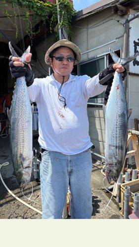 ワラサの釣果