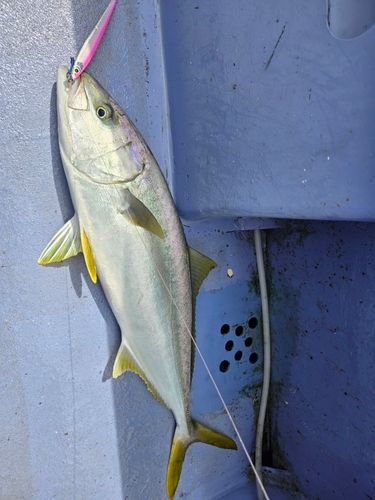 ヒラマサの釣果