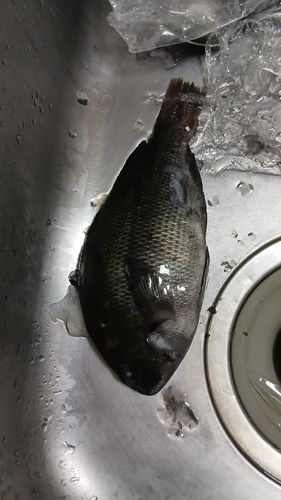 グレの釣果