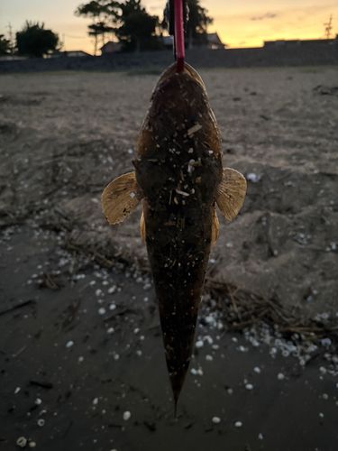 マゴチの釣果