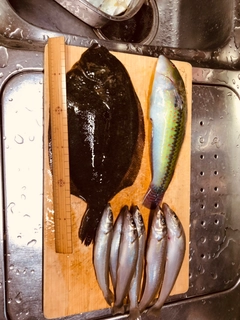 シロギスの釣果