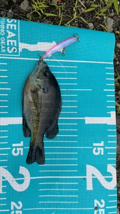 ブルーギルの釣果