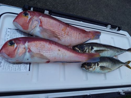 アマダイの釣果