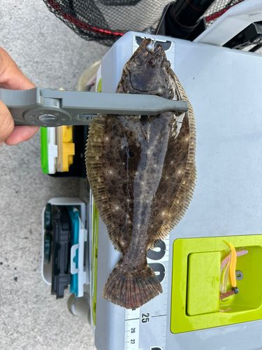 ヒラメの釣果