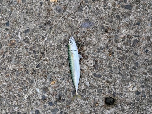 ワカシの釣果
