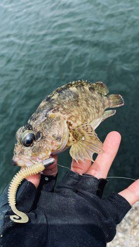 ガシラの釣果