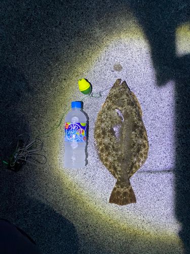 ヒラメの釣果