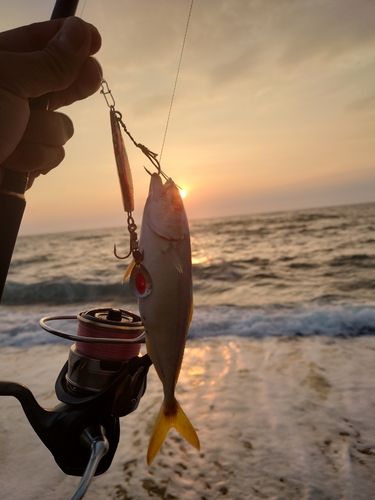 ワカシの釣果