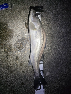 スズキの釣果