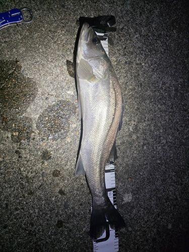 スズキの釣果