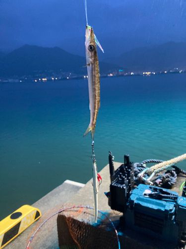 カマスの釣果