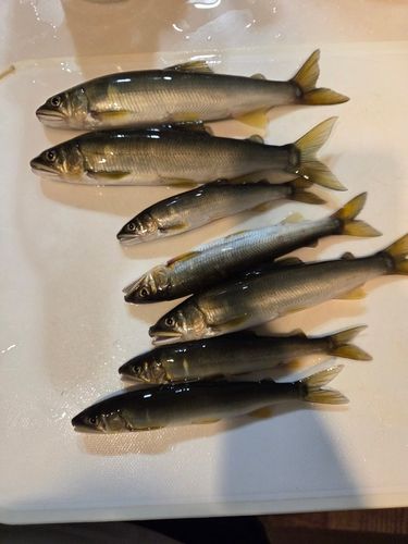 アユの釣果