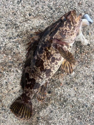 タケノコメバルの釣果