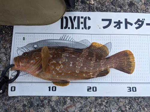 キジハタの釣果