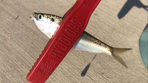 サッパの釣果