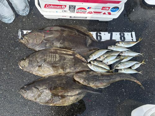 ヒラメの釣果