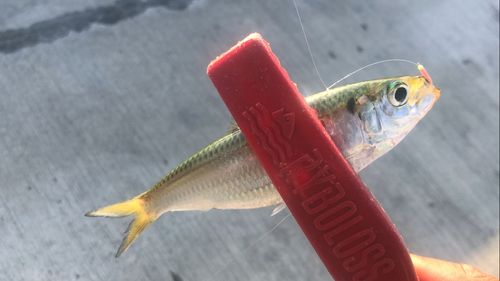 サッパの釣果