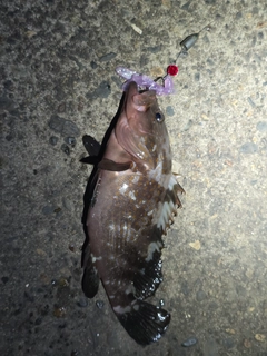 キジハタの釣果