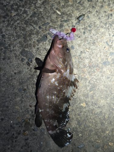 キジハタの釣果