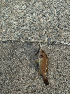 ガヤの釣果