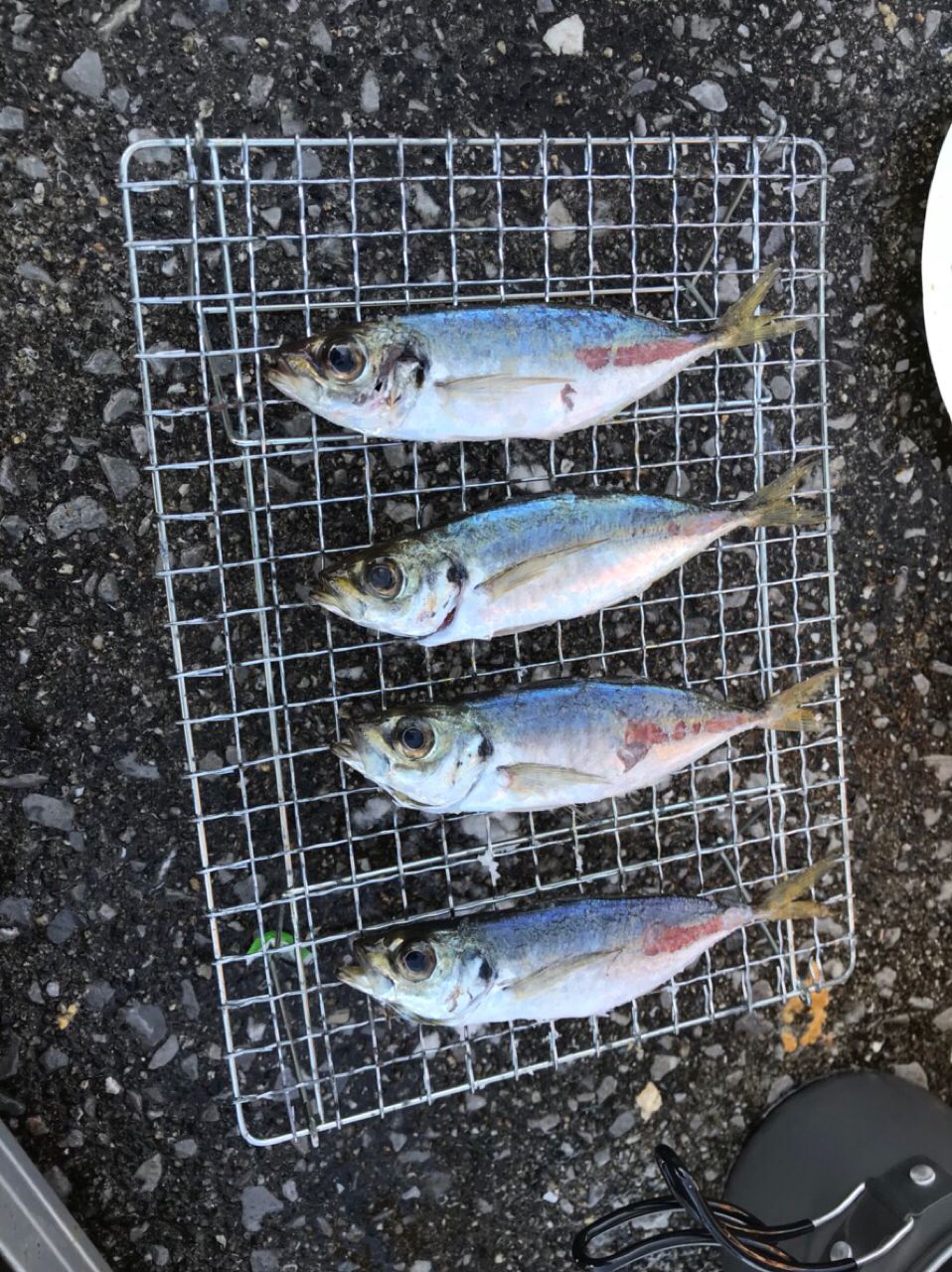 カワハギ