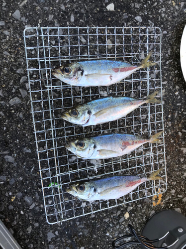 カワハギの釣果