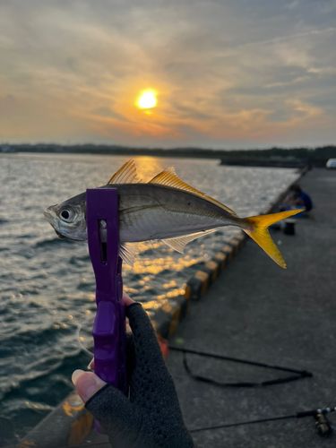 マアジの釣果