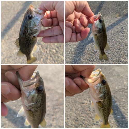 ブラックバスの釣果