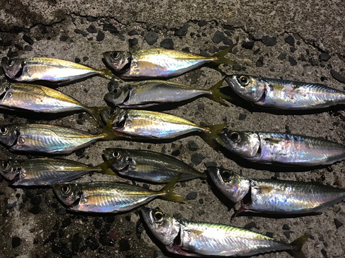 アジの釣果