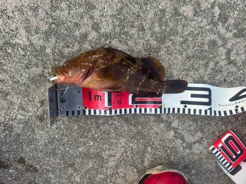 キジハタの釣果
