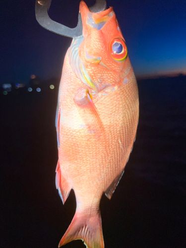 ヒメフエダイの釣果