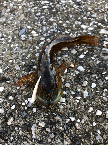 アナハゼの釣果