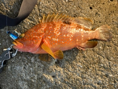 キジハタの釣果