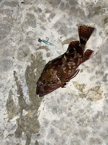 ガシラの釣果
