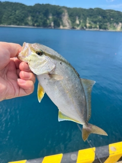 カンパチの釣果