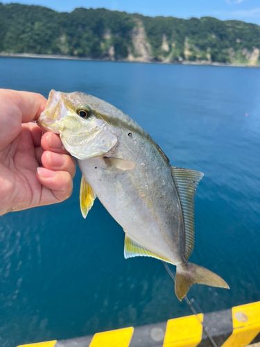 カンパチの釣果