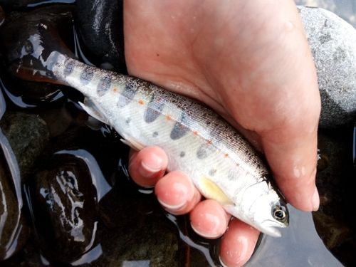 アマゴの釣果