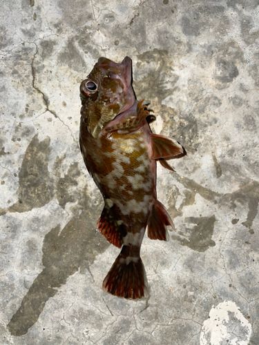 ガシラの釣果