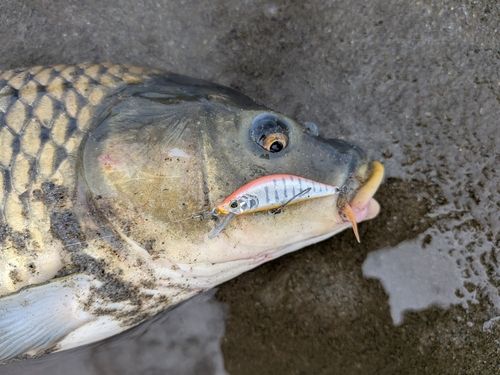 コイの釣果