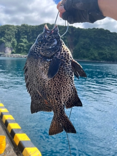 イシガキダイの釣果
